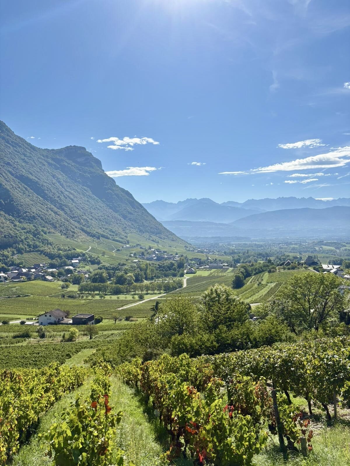 Vignes en coteaux au sud du Massif des Bauges